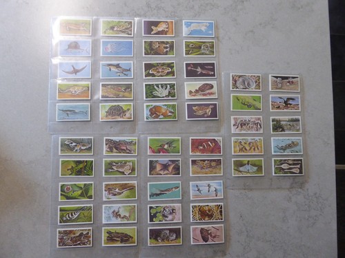 Wonders wildlife brooke - wonders, of