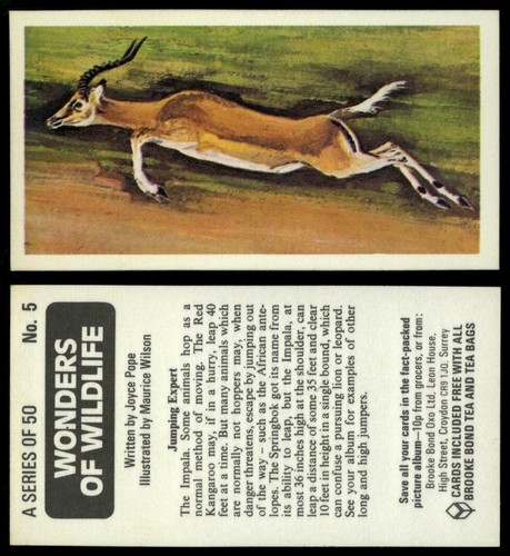 Jumping expert wonders of - #5,