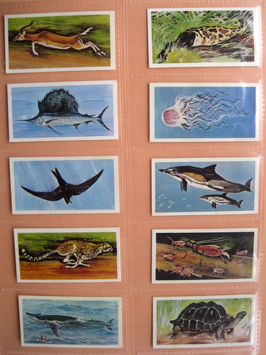 Wonders wildlife brooke - -,