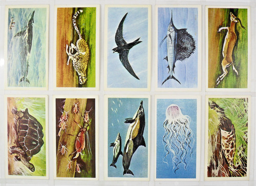 Brooke bond wonders - bond, of