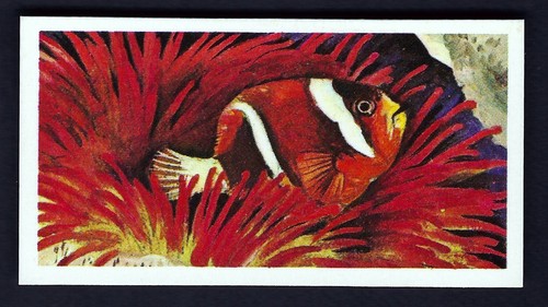 Brooke bond wonders of - brooke,
