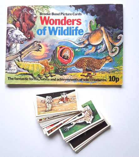 Wonders wildlife brooke - wildlife,