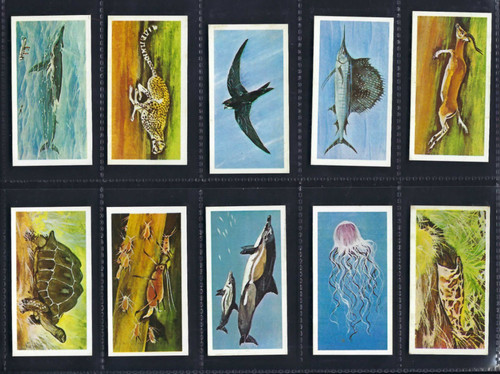Brooke bond wonders - bond,